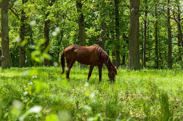 A horse eats a green grass on to the meadow