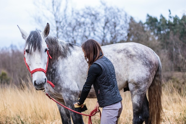 田舎での馬の馬術スポーツの準備中小企業の専門家所有者の動物の装備灰色の純血種の肖像画