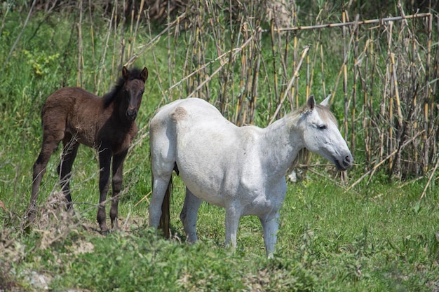 말 (Equus ferus caballus) 말라가, 스페인