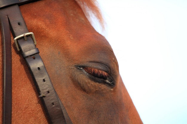 Horse eye