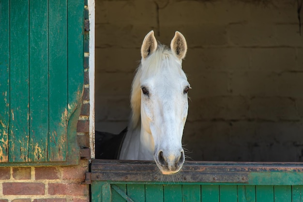 Horse farm beautiful horses on the farm selective focus