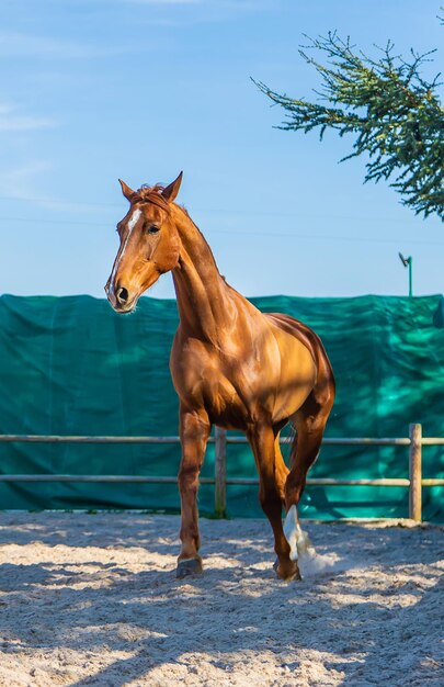 Horse farm beautiful horses on the farm selective focus