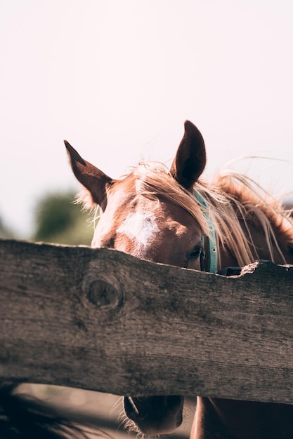 馬の農場茶色の馬は、木製の柵の口輪のクローズアップの後ろに立っています