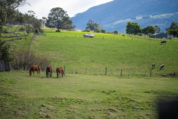 호주 언덕에 있는 말 농장