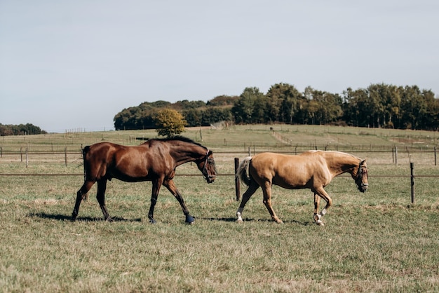 馬の牧場 馬の牧場の馬 馬の牧場で放牧されている馬