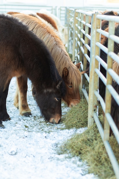 冬のアイスランドの馬の農場。