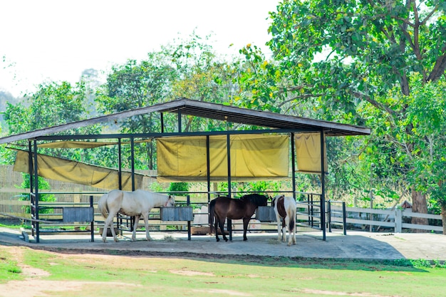 Horse farm on the morning.