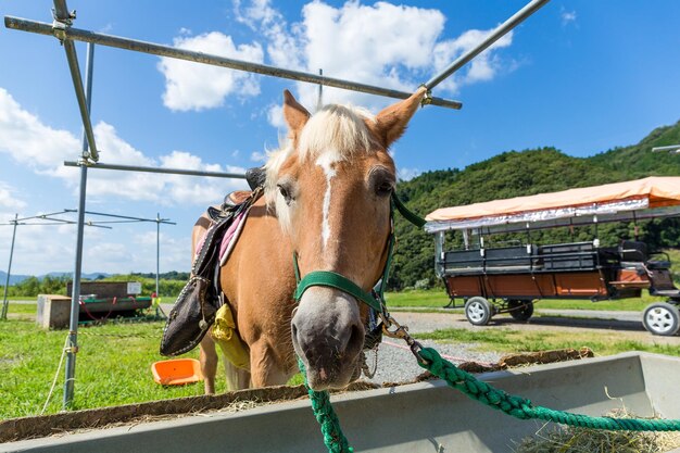 Horse during the feeding on the farm