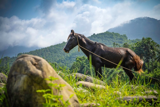 Photo horse feeding in green field