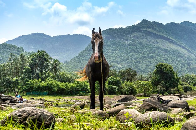 Horse Feeding in Green Field