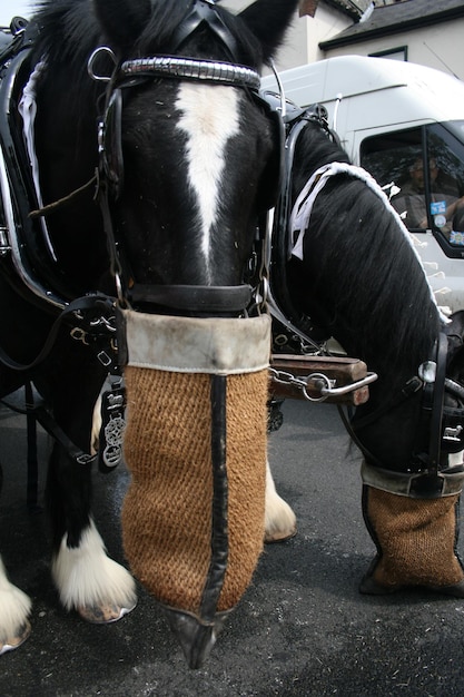 Horse feeding in sack while standing on street