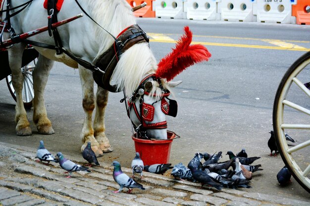 写真 馬の飼料