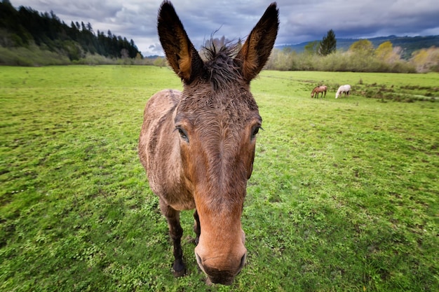 Horse on field against sky