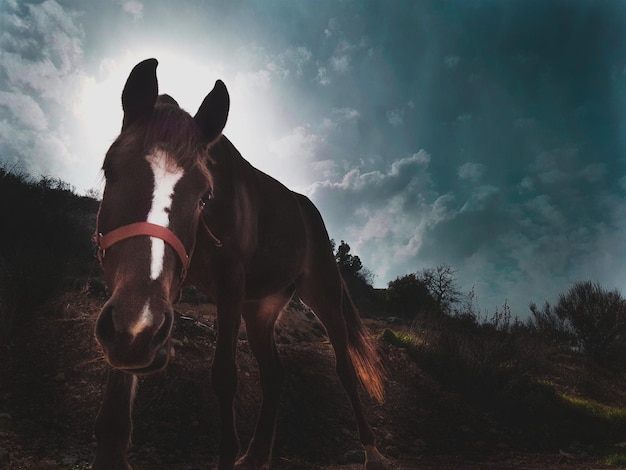 Foto cavallo sul campo contro il cielo