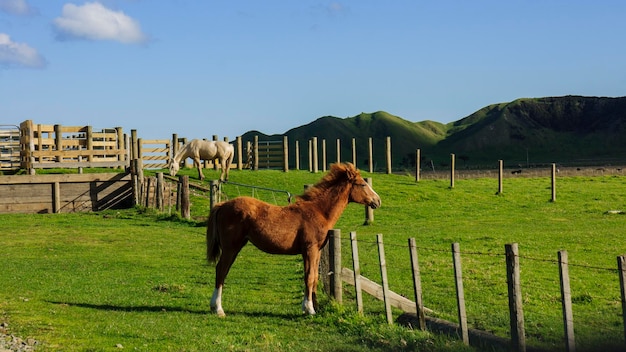 Foto cavallo nel campo contro il cielo