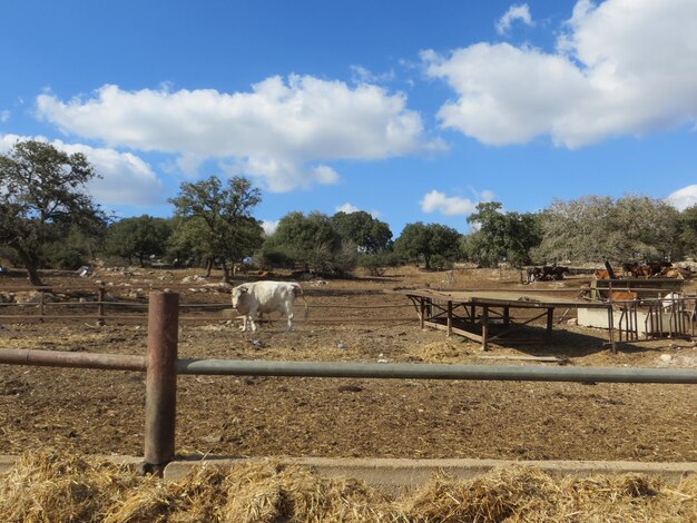 Foto cavallo sul campo contro il cielo