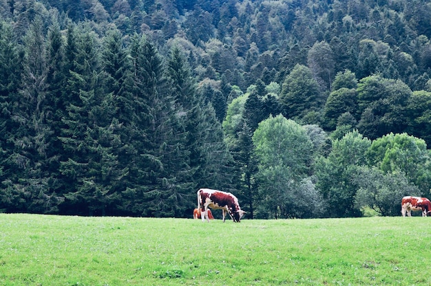 Horse on field against trees in forest near the mont sancy in auvergne france