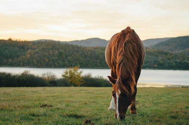 Foto cavallo sul campo vicino al lago contro il cielo