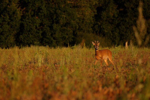 Photo horse on field in forest