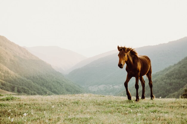 Horse in a field grazing in a field, mountain