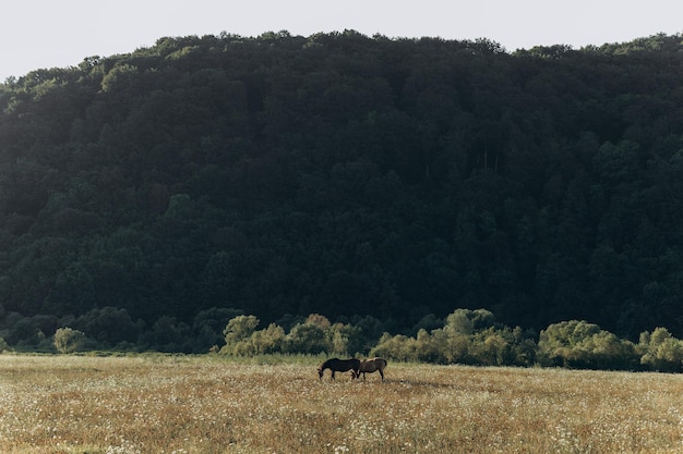 Лошадь на поле Летний закат