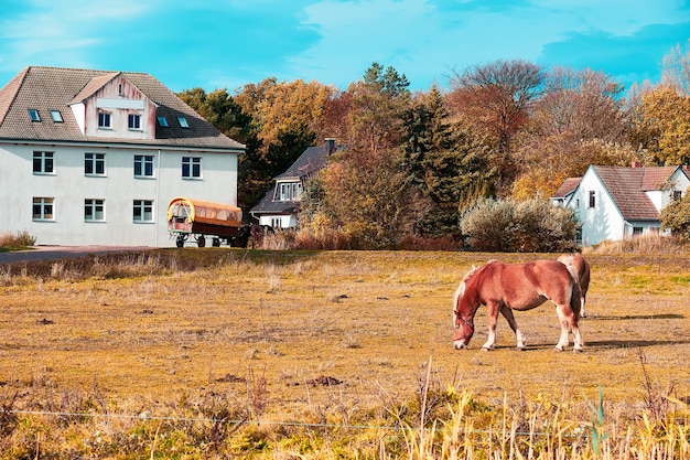 북부 독일의 Hiddensee 섬에있는 Vitte 마을의 들판에있는 말.