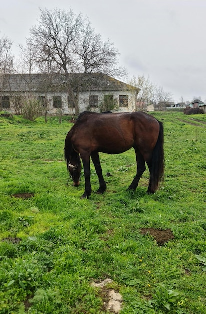 A horse in a field with a house in the background