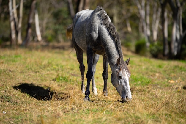 Photo a horse in a field with trees in the background