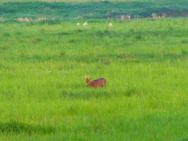 Horse in a field