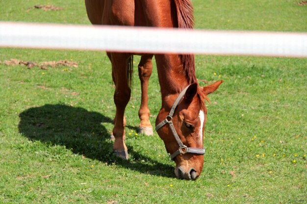 Photo horse in a field