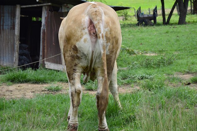 Foto cavallo sul campo