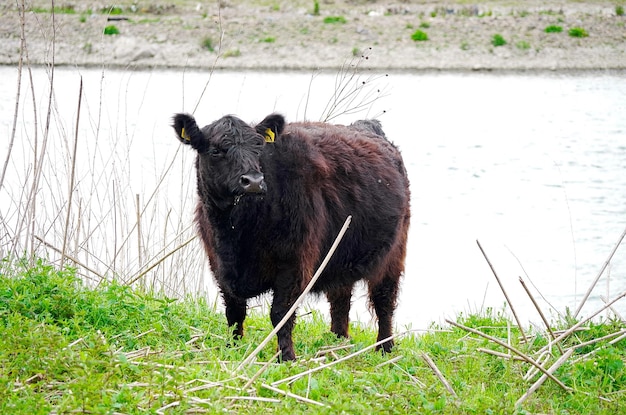 Foto cavallo sul campo