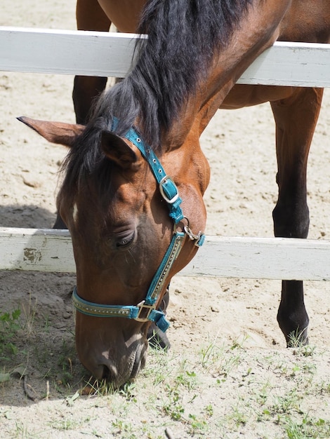 Foto cavallo nel campo