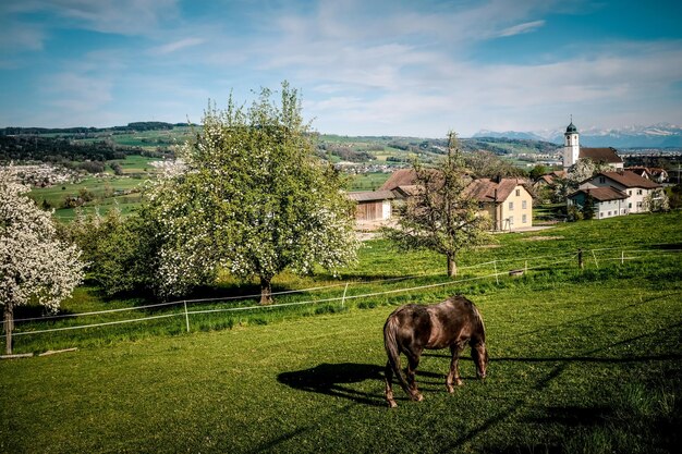 Foto cavallo in un campo