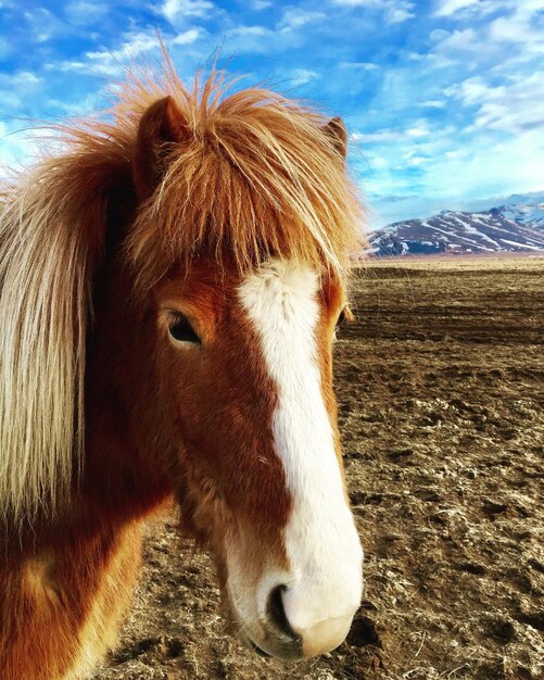 Horse on field