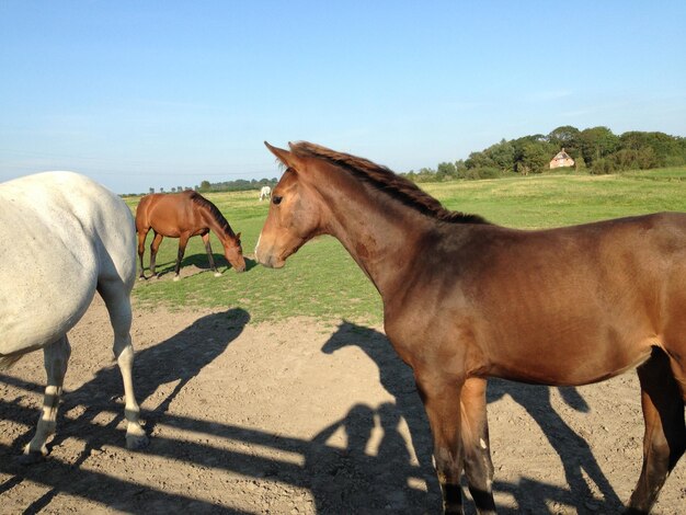 Horse on field