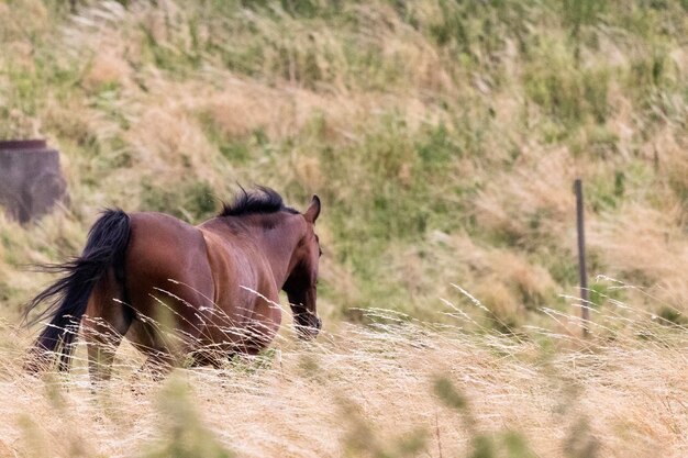 Horse in a field