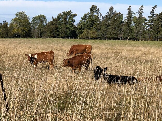 Horse in a field