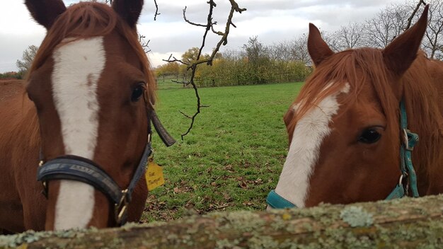 Photo horse in the field