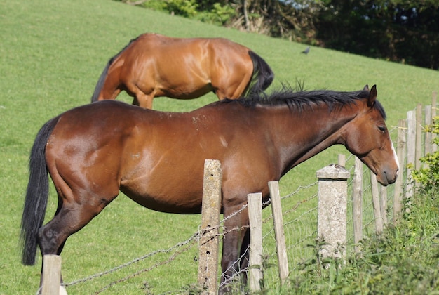 Foto cavallo nel campo