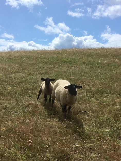 Foto cavallo in un campo