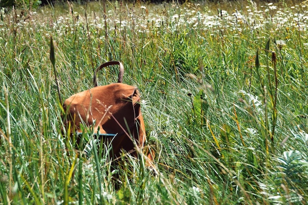 Foto cavallo sul campo