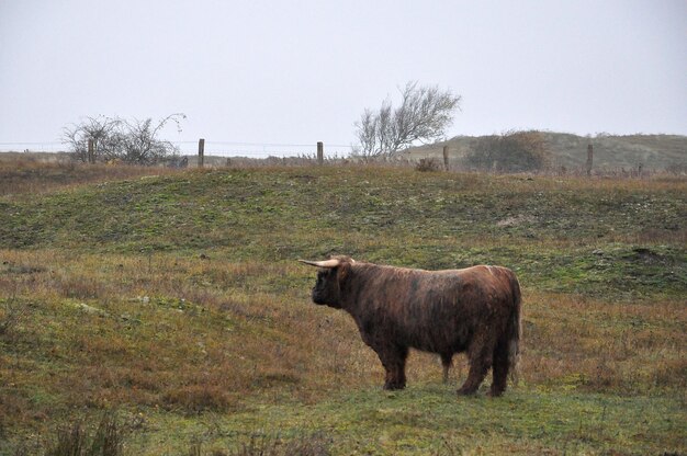 Horse in a field