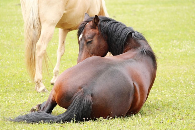 Photo horse on field