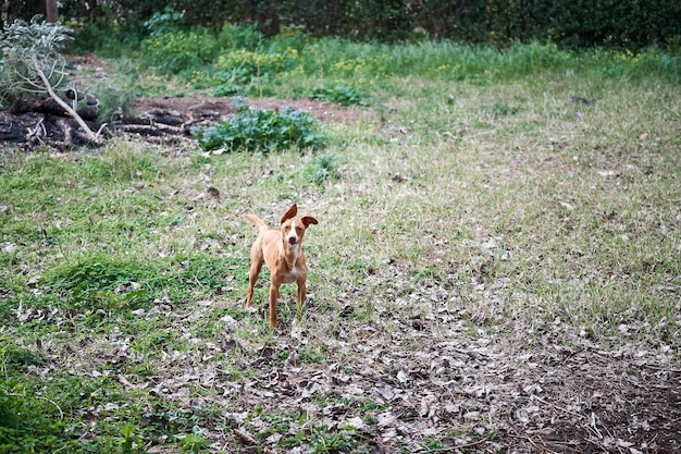 Horse on field