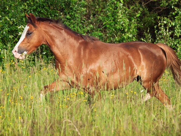 フィールドの馬