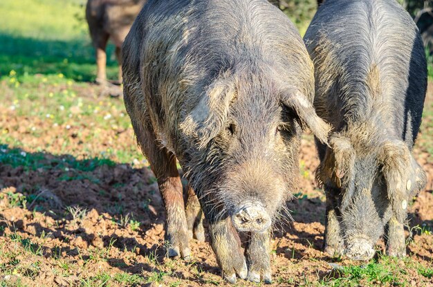 Foto cavallo in un campo