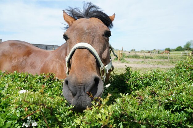 Foto cavallo in campo