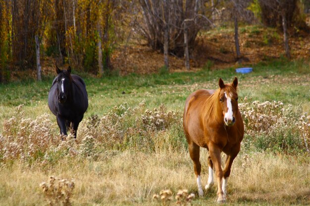 Foto cavallo sul campo