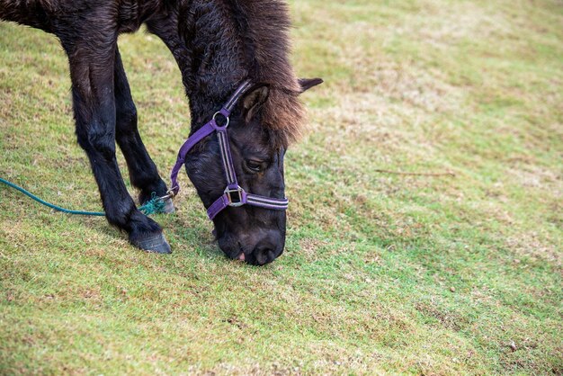 Foto cavallo in un campo